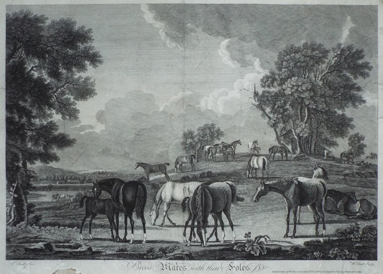 Print - Brood Mares with their Foals - Elliott